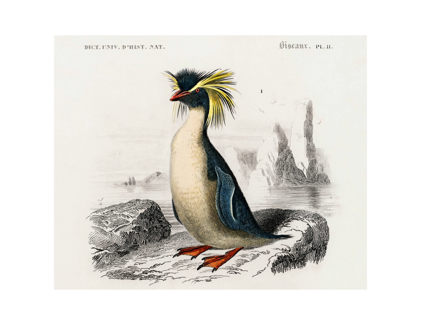 Rockhopper/Macaroni Penguin
