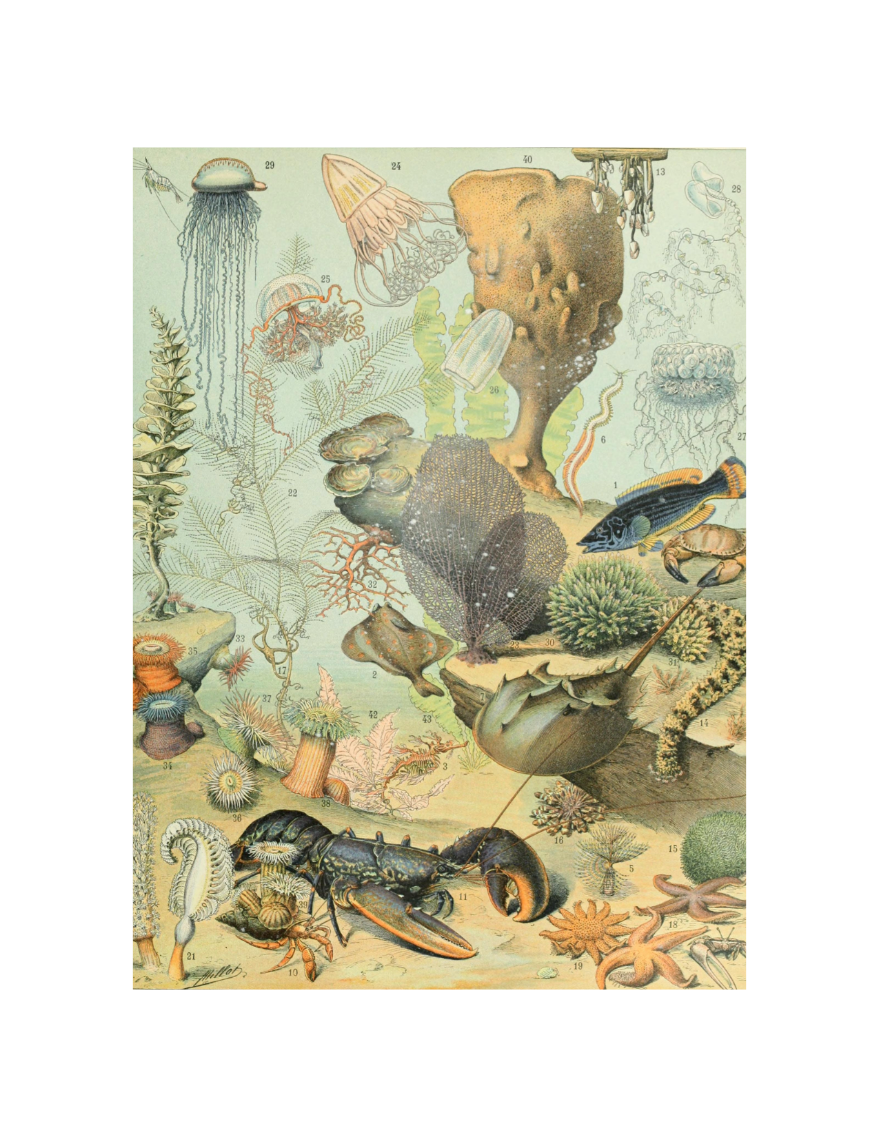 Under the Sea