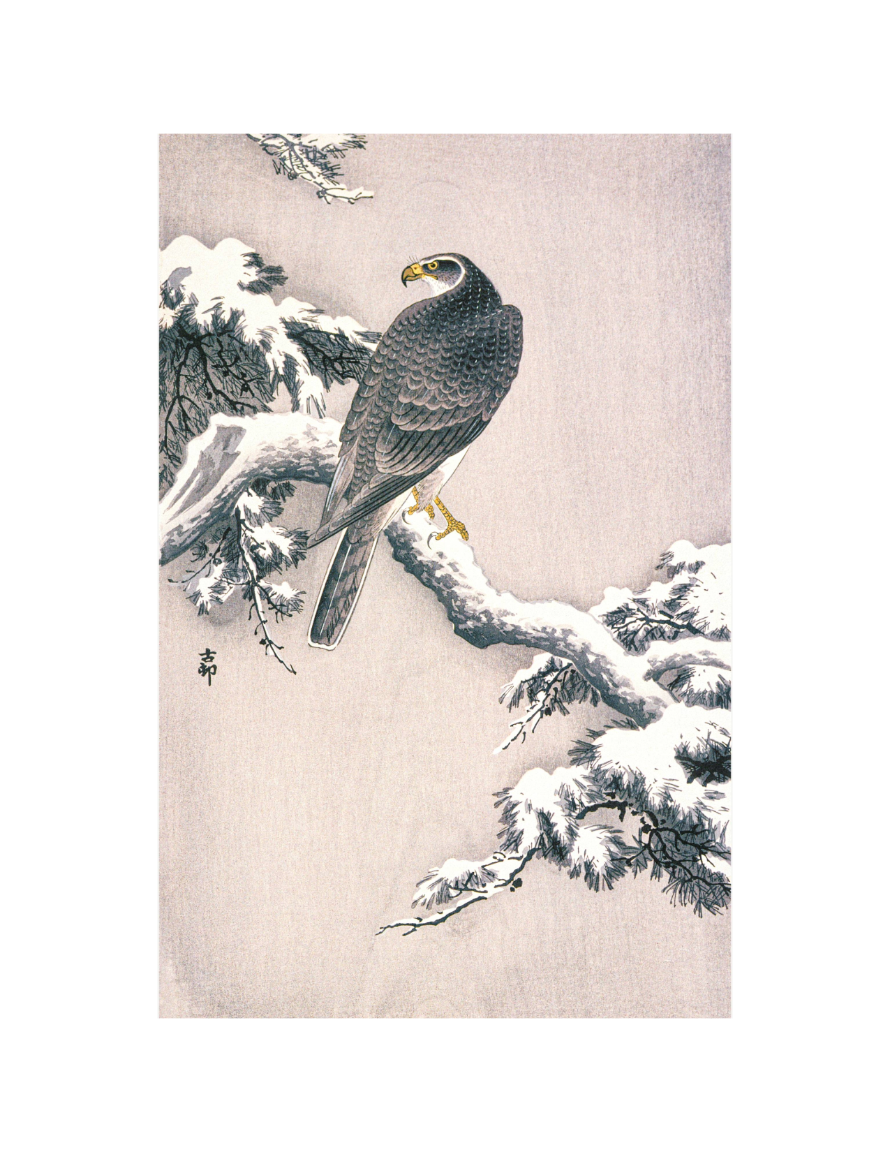 Goshawk on Pine Bough