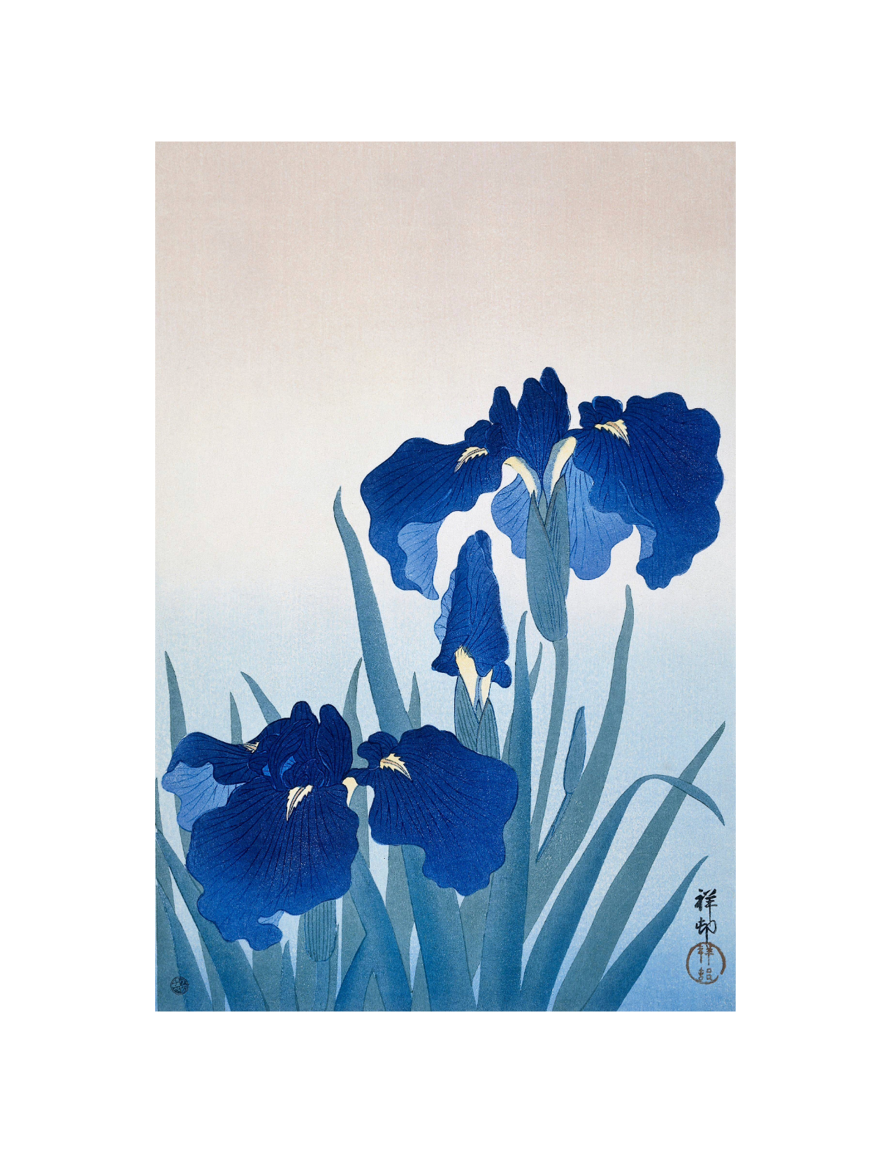 Blue Iris