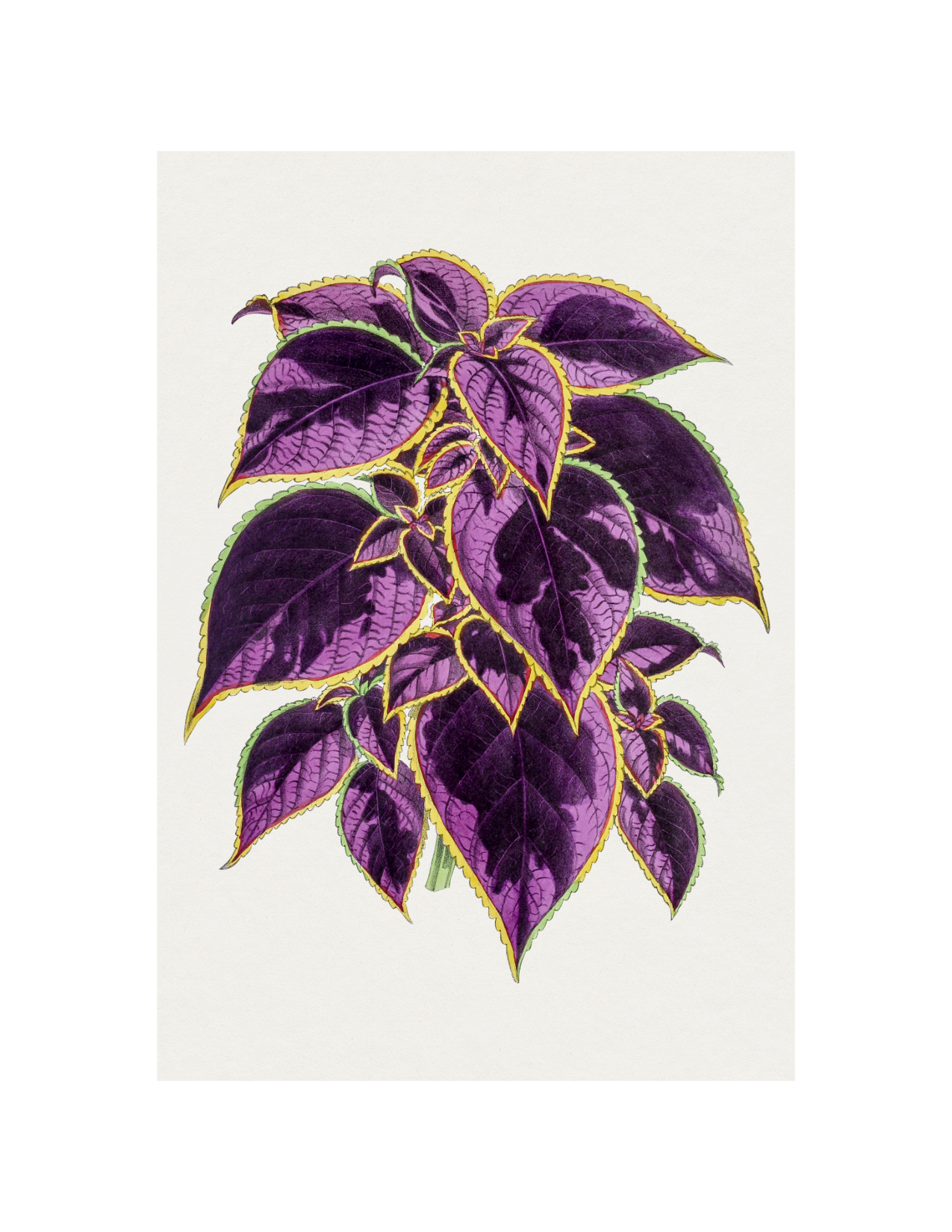 Coleus Plant