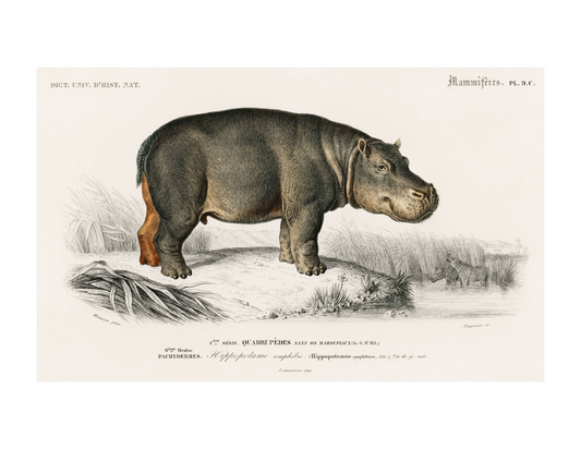 Hippopotamus