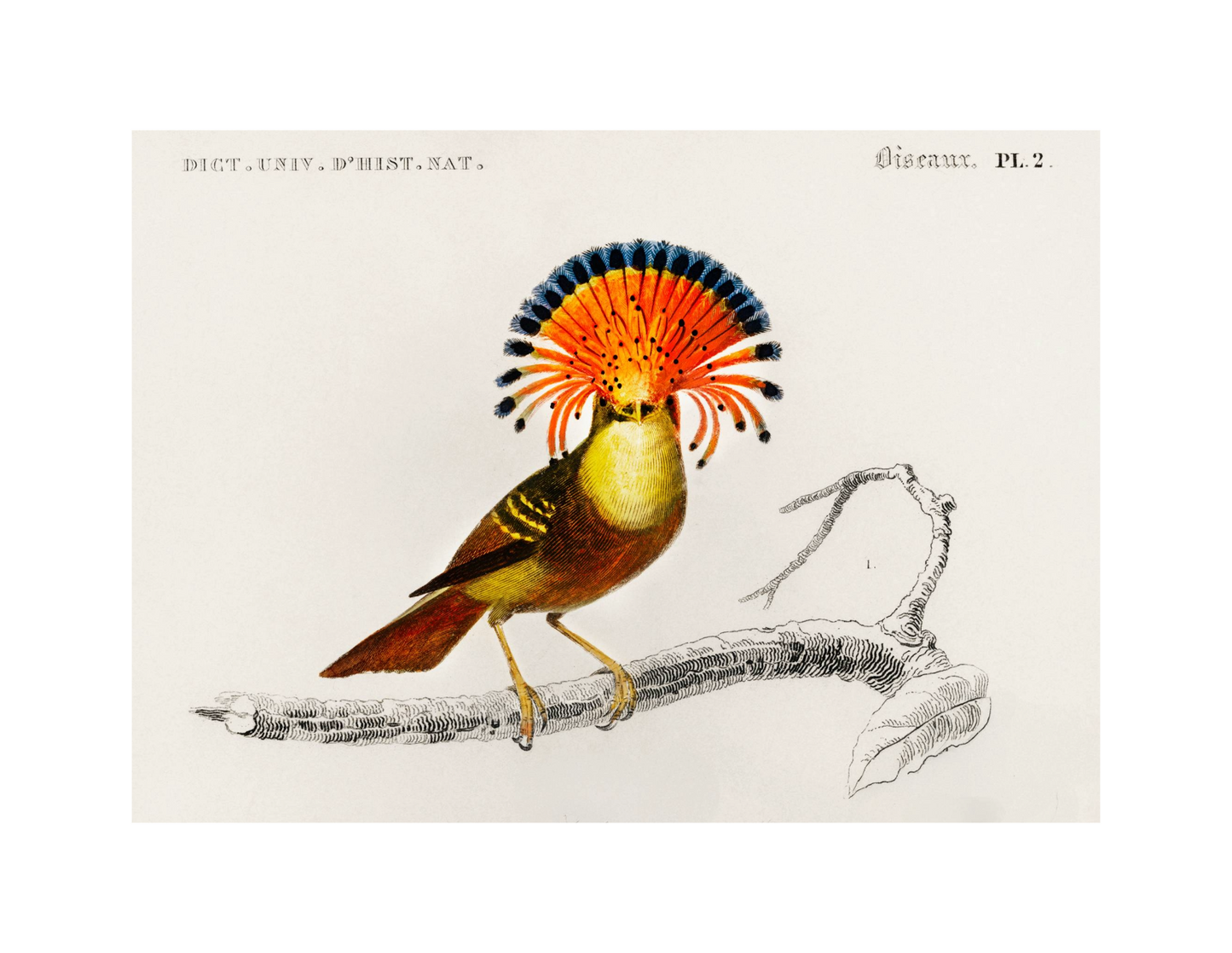 Golden Pheasant