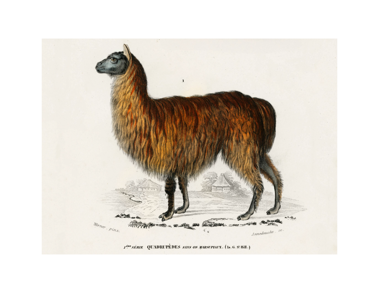 Llama