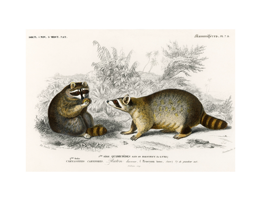 Two Raccoons