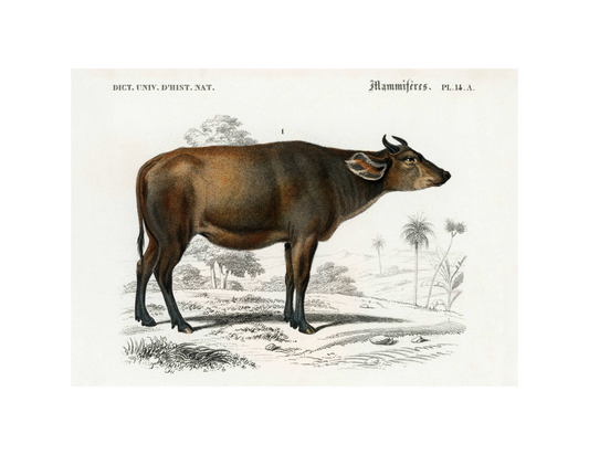 Bos Taurus (Cow)