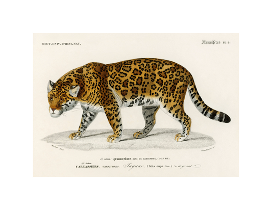 Jaguar