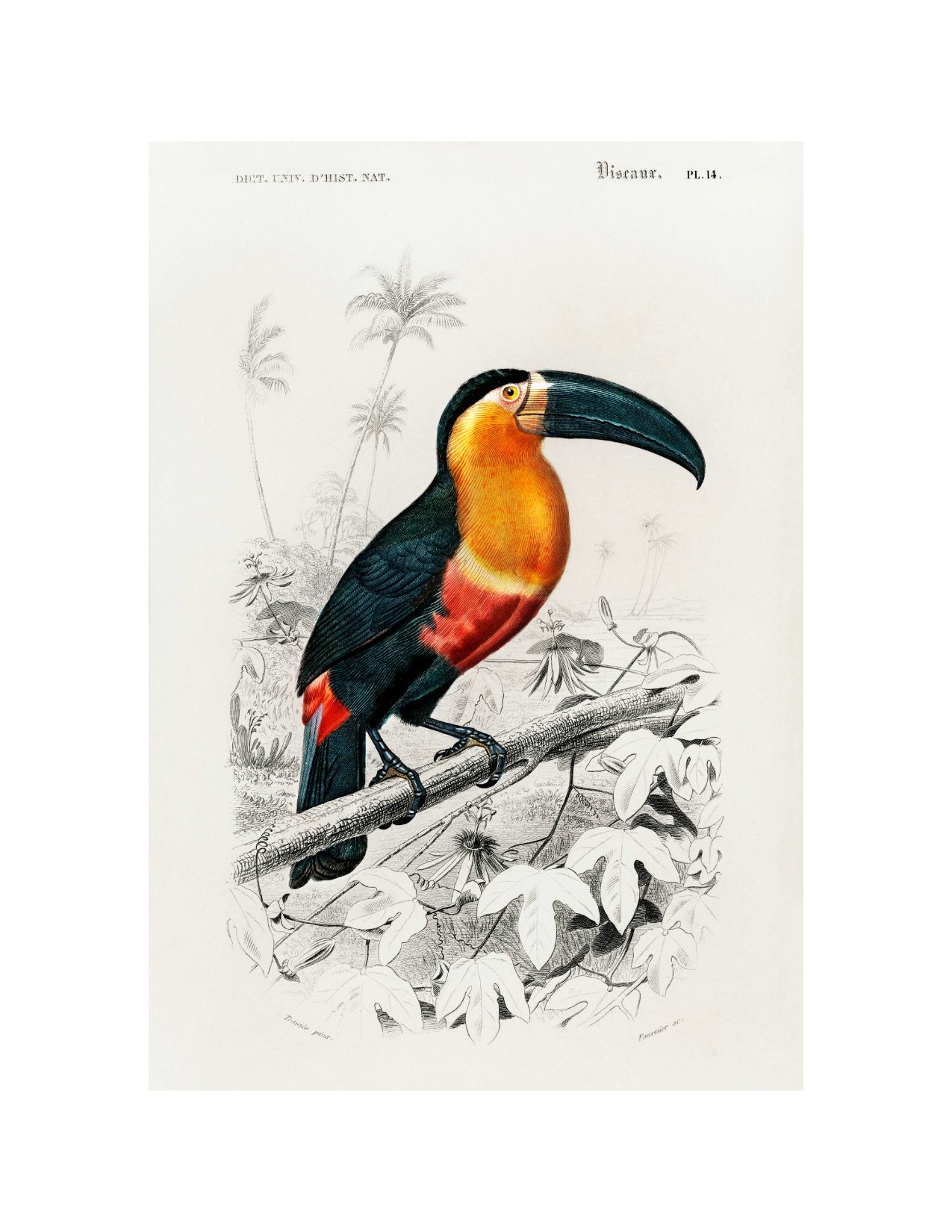 Toucan