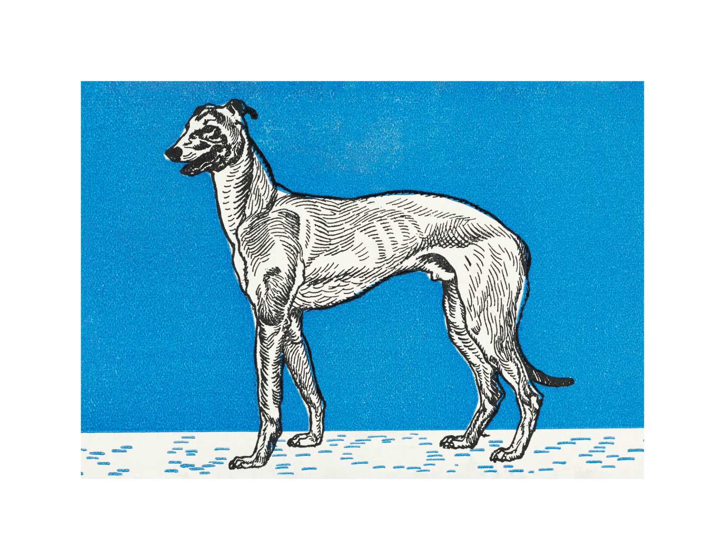 Greyhound