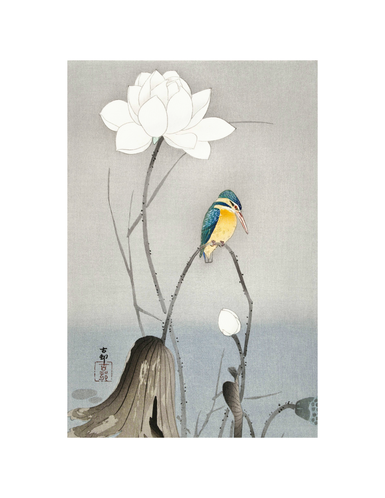 KIngfisher with Lotus