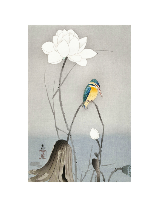 KIngfisher with Lotus