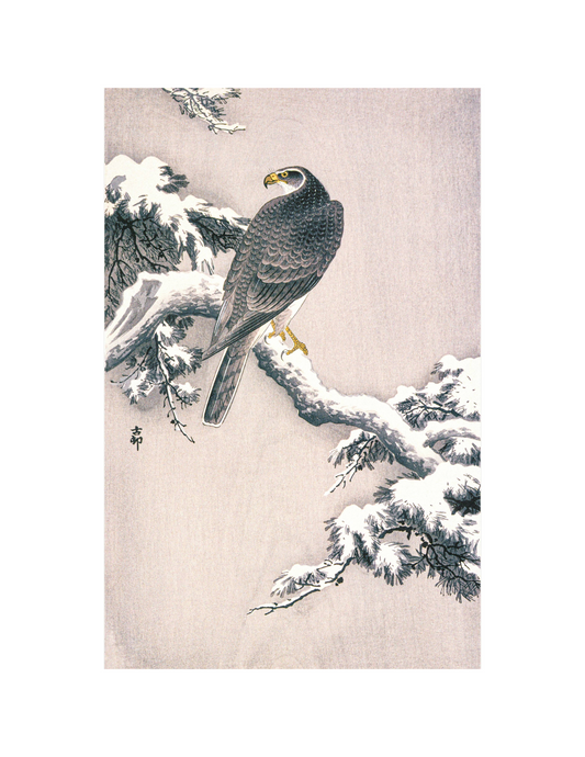 Goshawk on Pine Bough