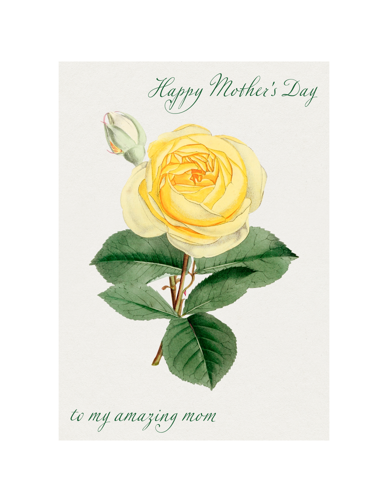 Mother's Day Rose, Yellow