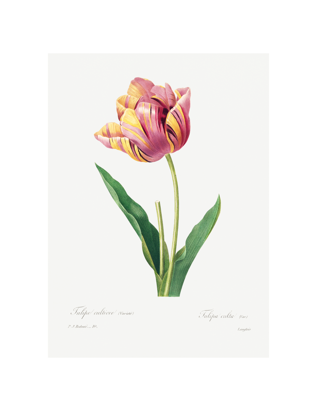 Tulip