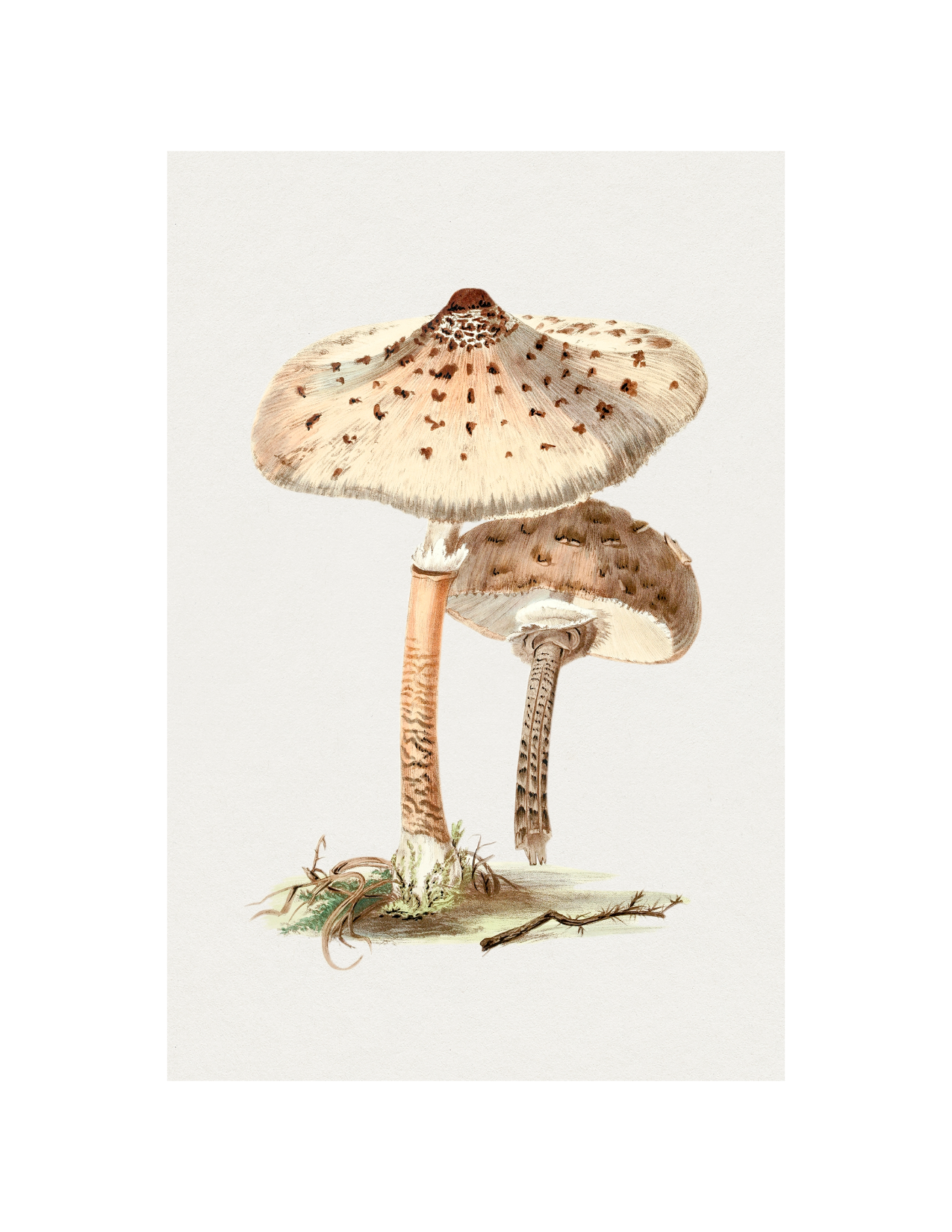 Parasol Mushroom