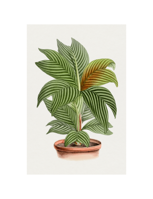 Calathea Orbifolia
