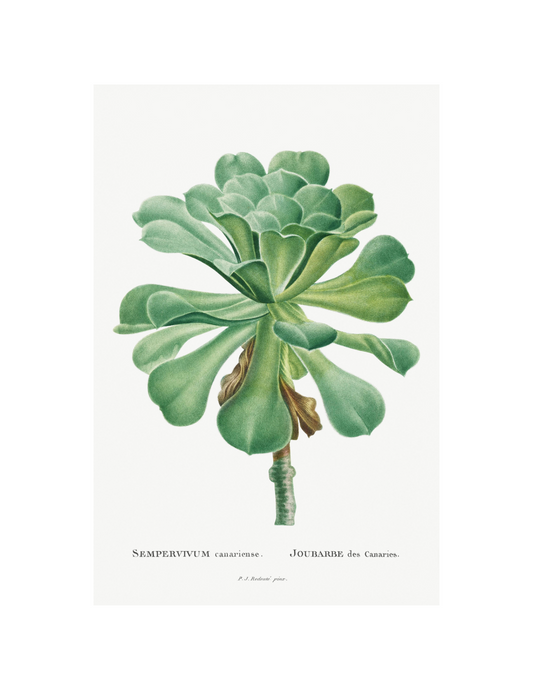 Sempervivum Canariense