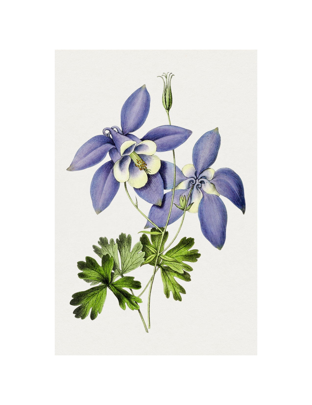 Aquilegia Caerulea