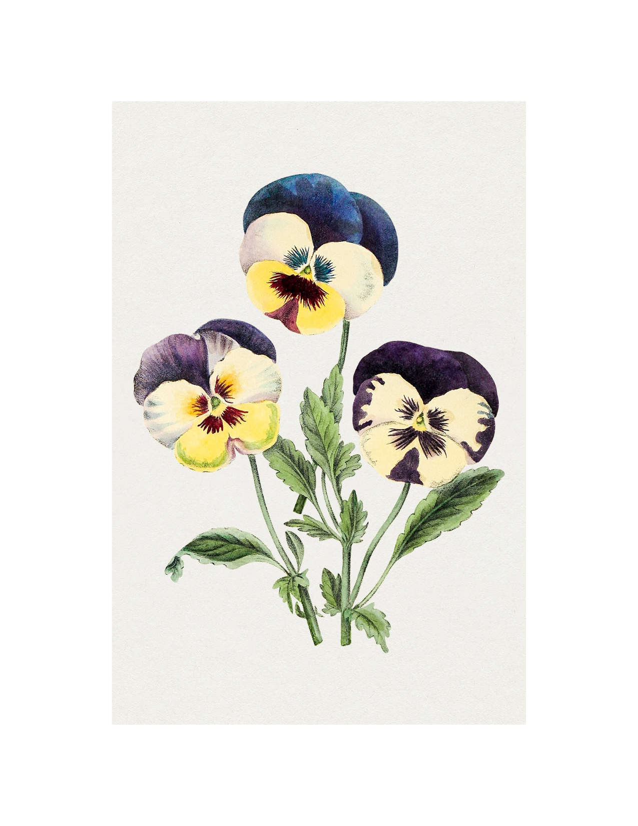 Pansy