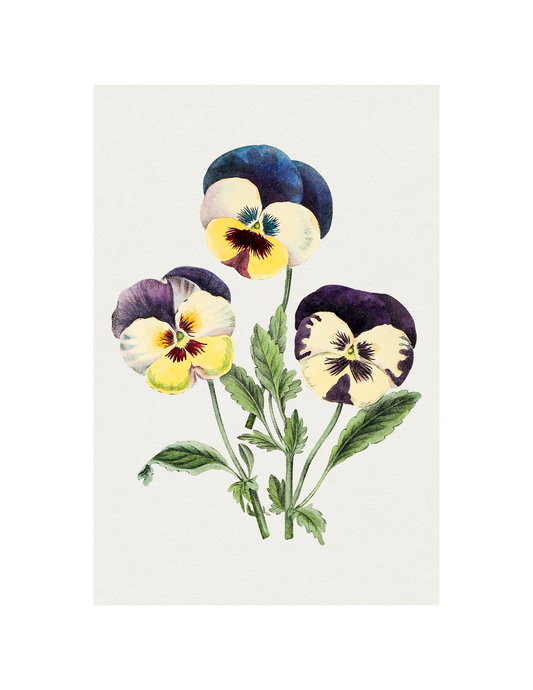 Pansy