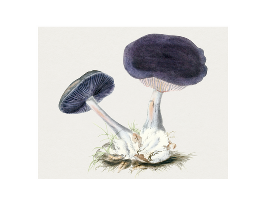 Violet Webcaps