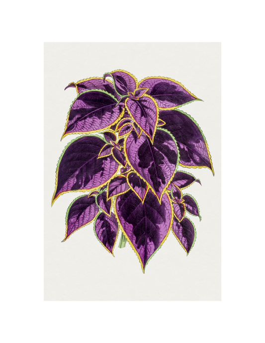 Coleus Plant