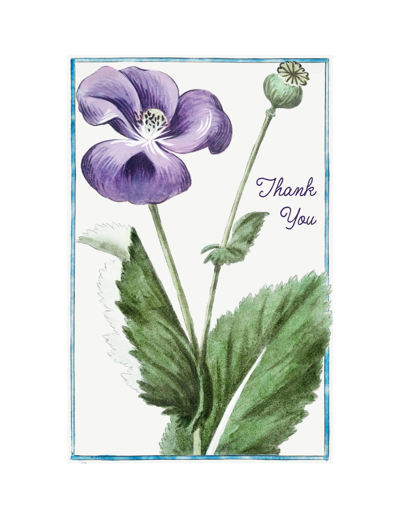 Purple Poppy